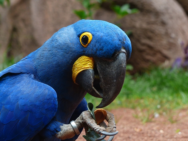 blue macaws blue macaws